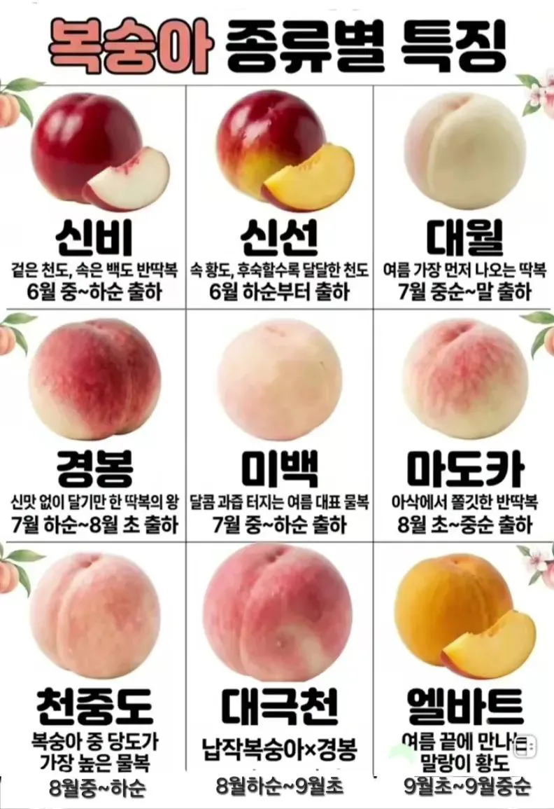 주로 먹는 복숭아의 품종과 특징.jpg