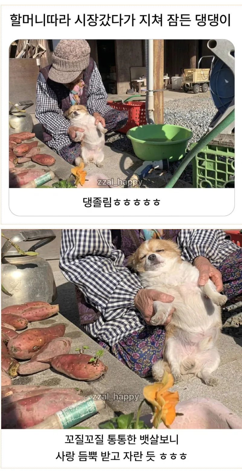 할머니따라 시장갔다가 지쳐 잠든 강아지