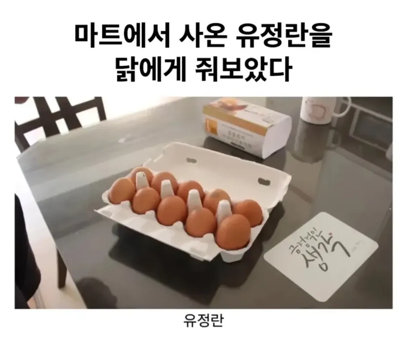 IMG_9052.webp 마트에서 사온 유정란을 닭에게 줘보았다