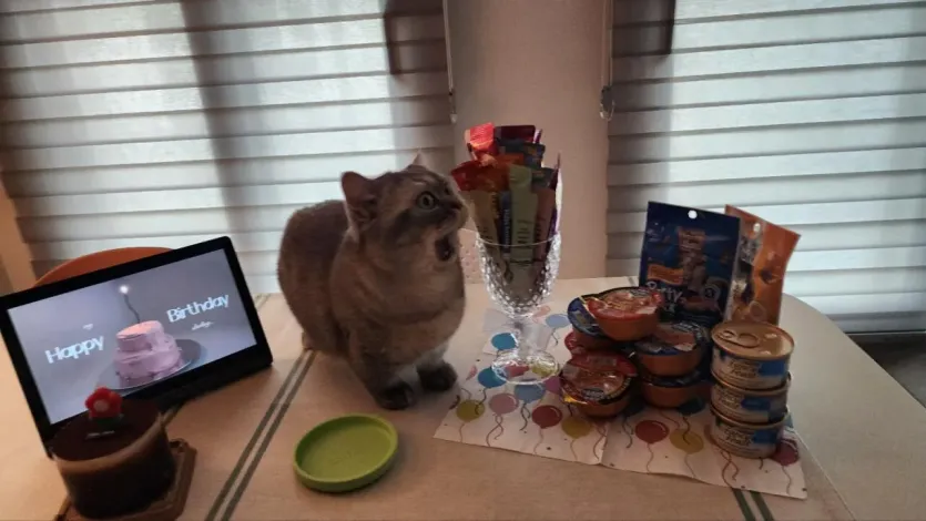 우리집 고양이 생일파티!