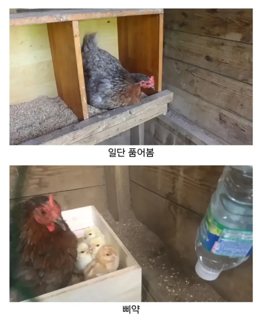 IMG_9054.webp 마트에서 사온 유정란을 닭에게 줘보았다