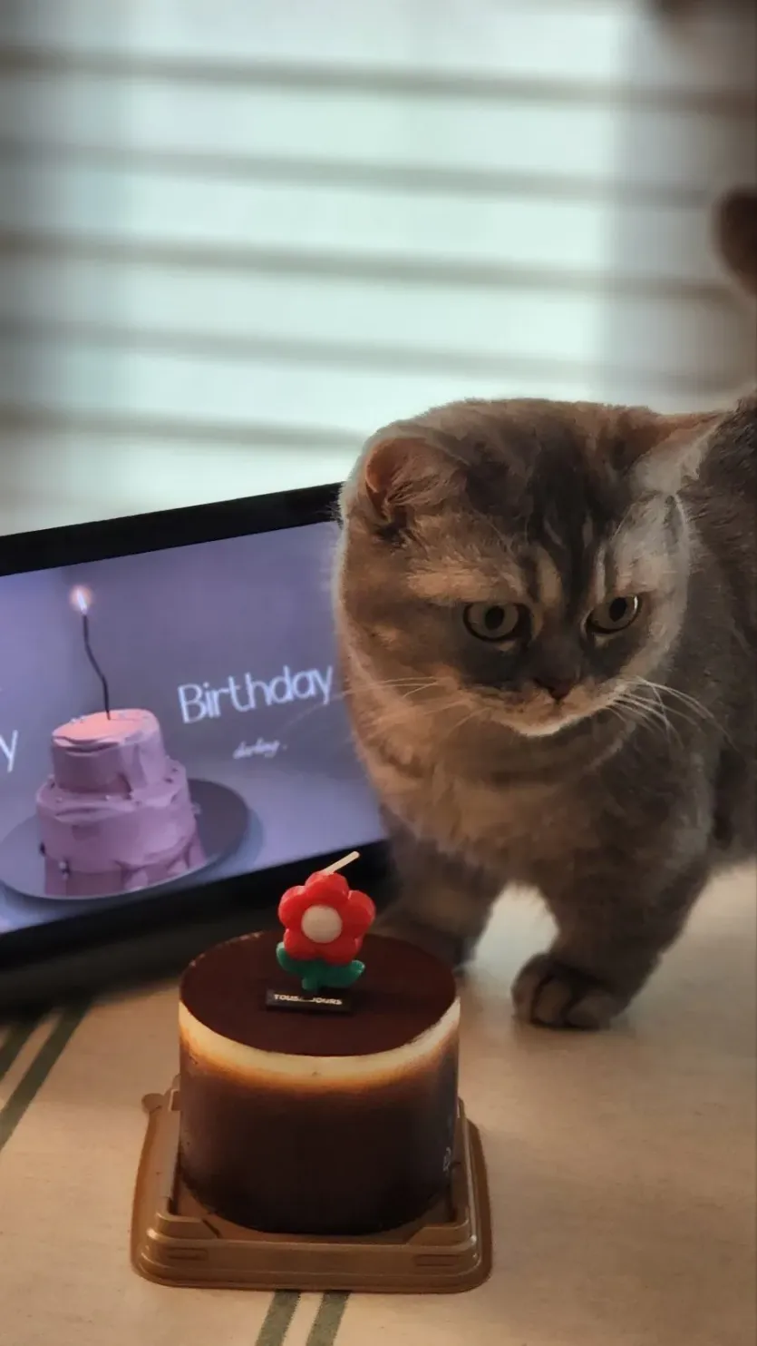 우리집 고양이 생일파티!
