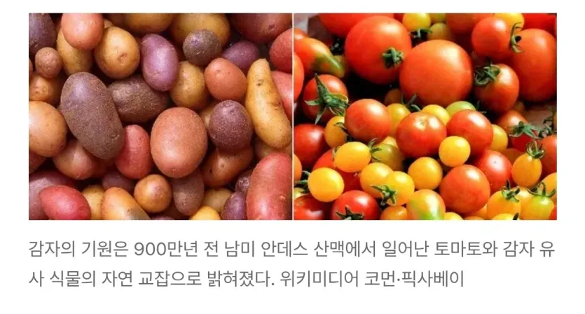 12737.webp 감자의 조상은 토마토
