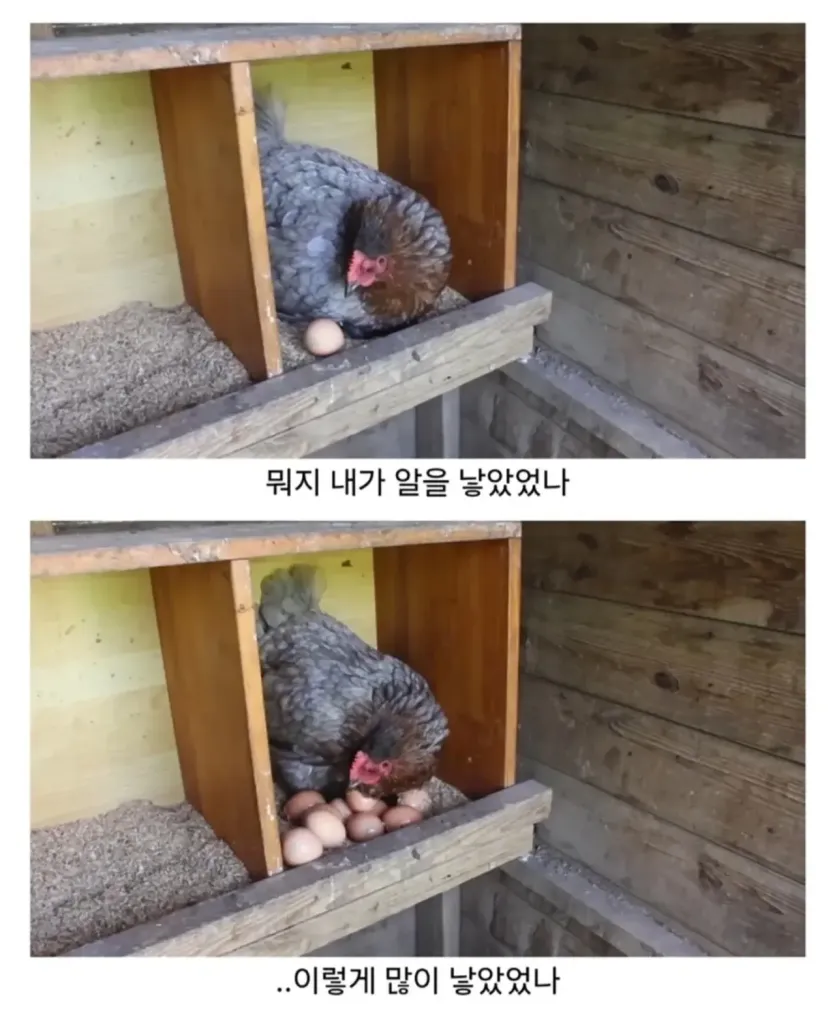 IMG_9053.webp 마트에서 사온 유정란을 닭에게 줘보았다