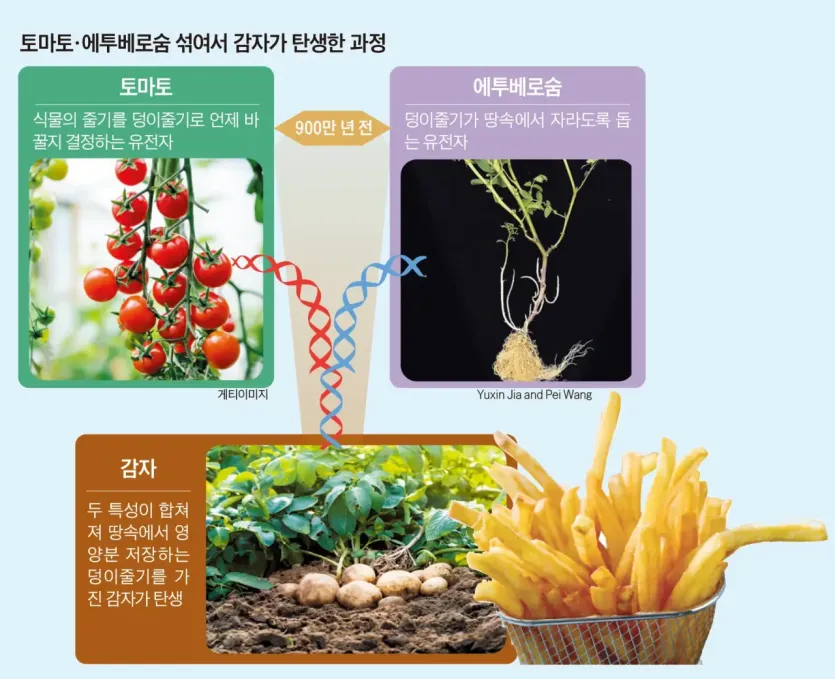12736.webp 감자의 조상은 토마토