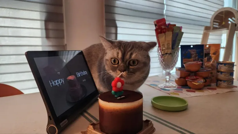 우리집 고양이 생일파티!