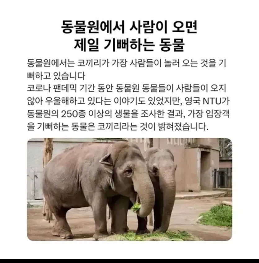1000009689.jpg 코끼리는 동물원에 사람이 오는걸 가장 좋아한다고한다