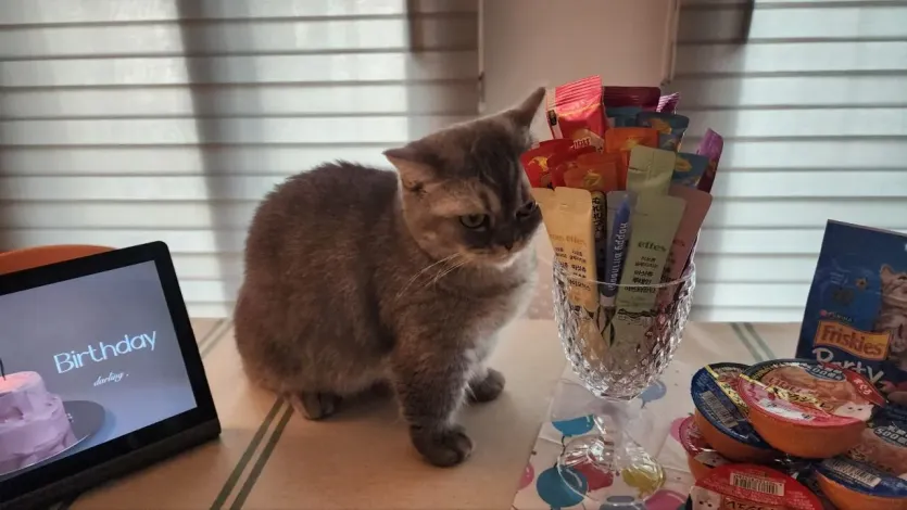 우리집 고양이 생일파티!