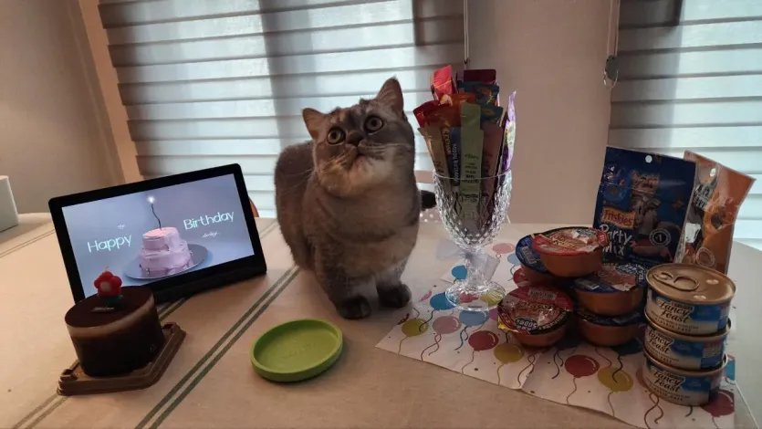 우리집 고양이 생일파티!