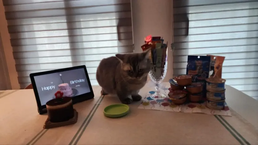 우리집 고양이 생일파티!